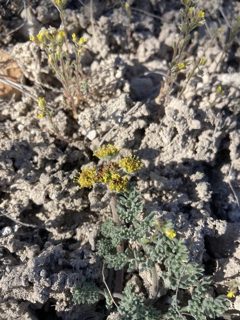 Lomatium macdougalii photo 4