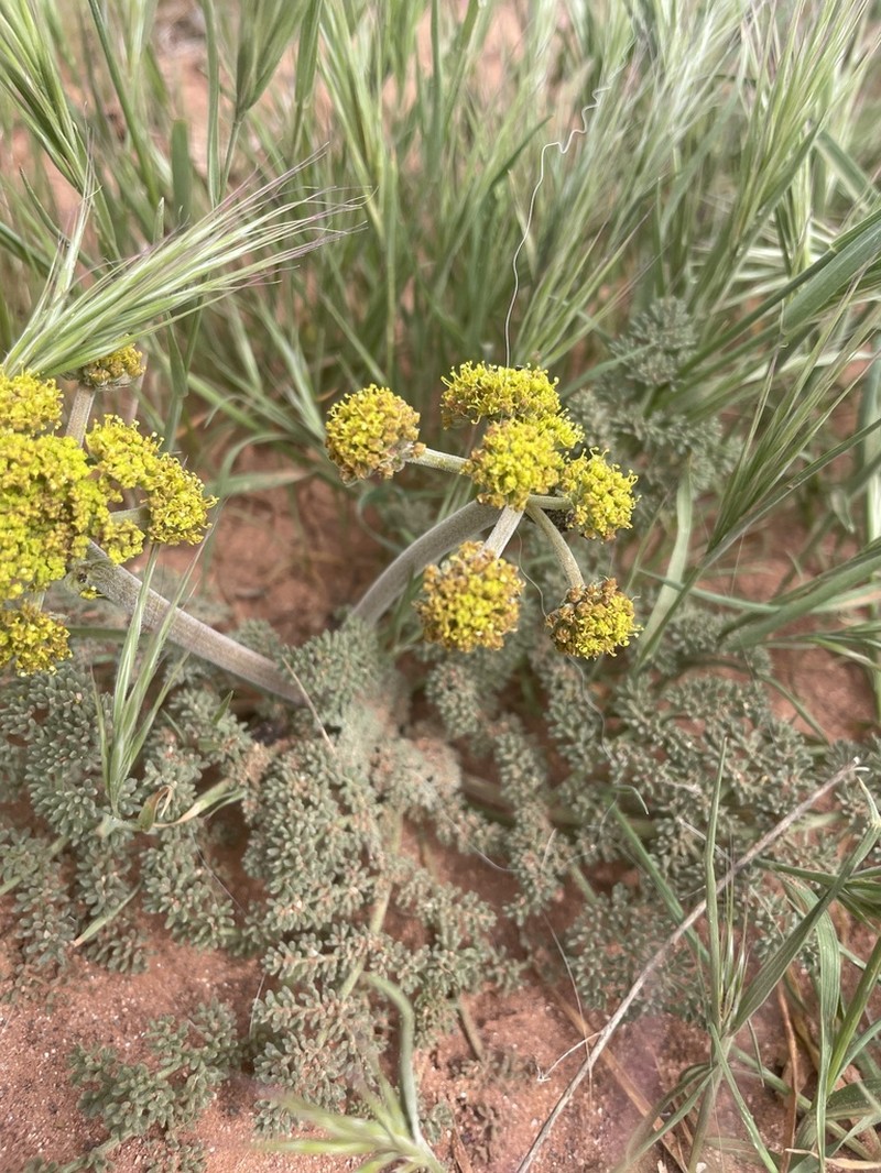 Lomatium macdougalii photo 5