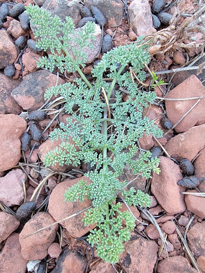 Lomatium macdougalii photo 6
