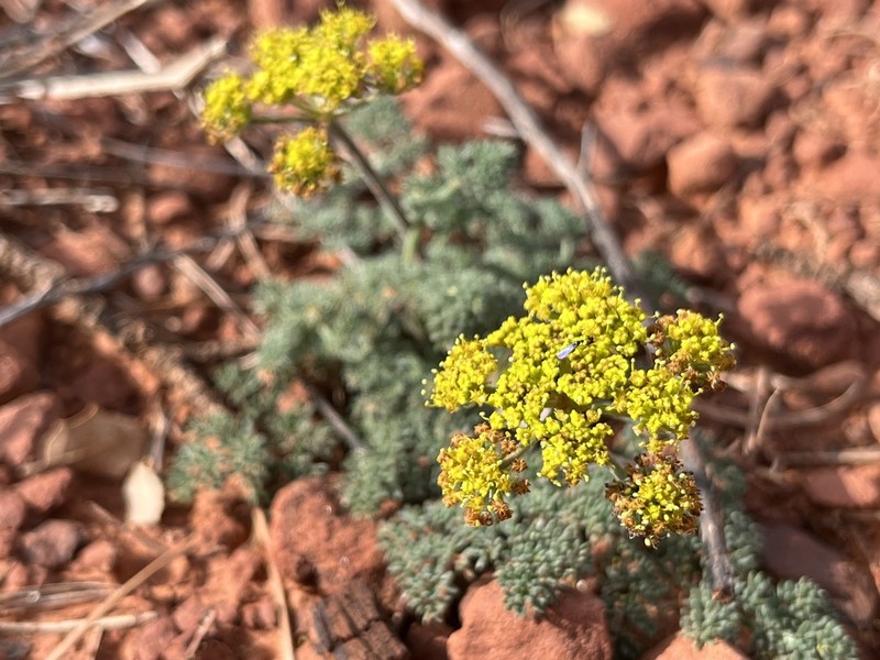 Lomatium macdougalii photo 7