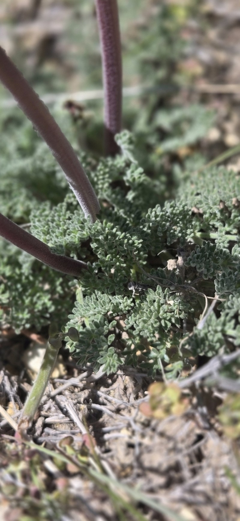 Lomatium macdougalii photo 8