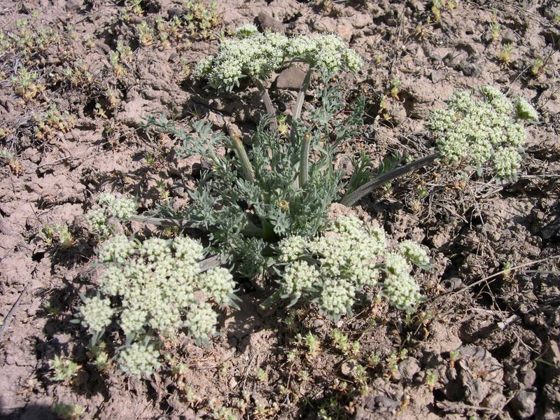 Bigseed Biscuitroot photo 2
