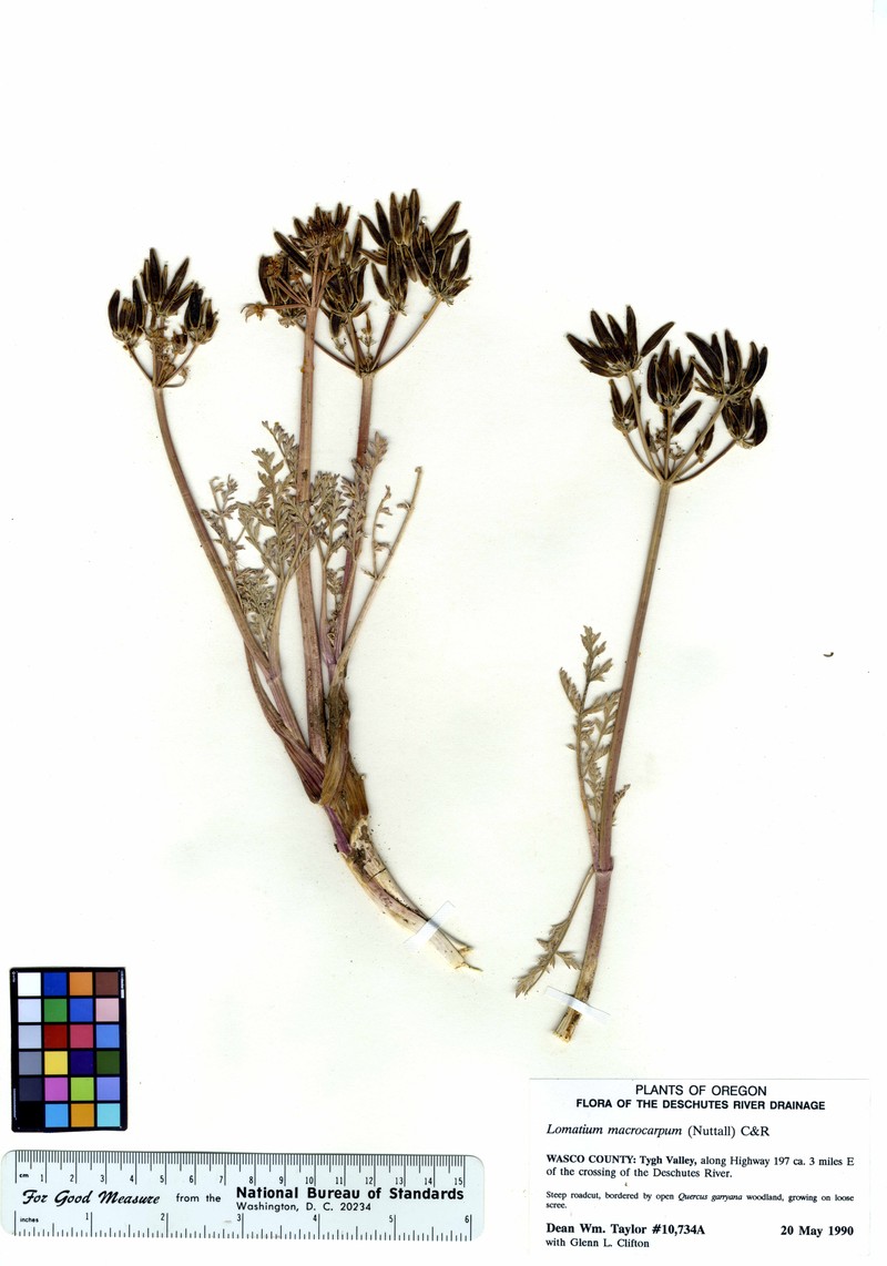 Bigseed Biscuitroot photo 3