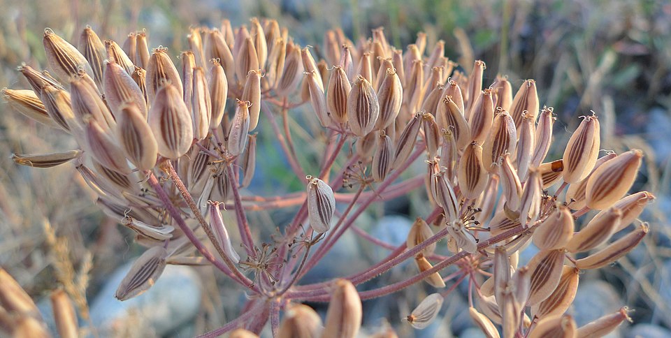 Bigseed Biscuitroot photo 5