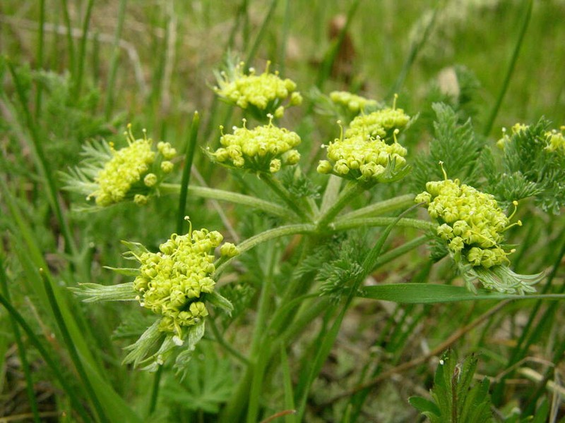 Bigseed Biscuitroot photo 3