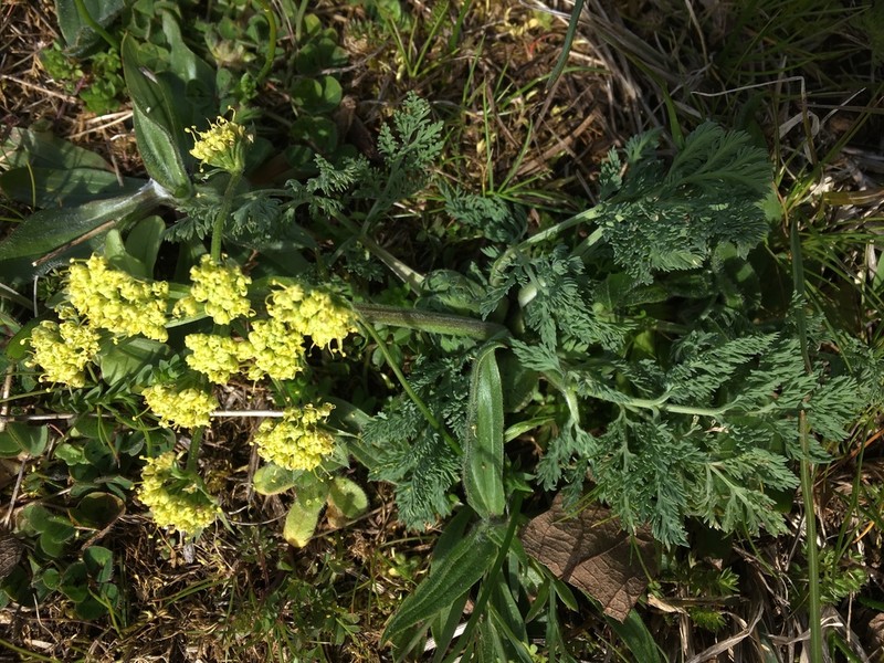 Bigseed Biscuitroot photo 4