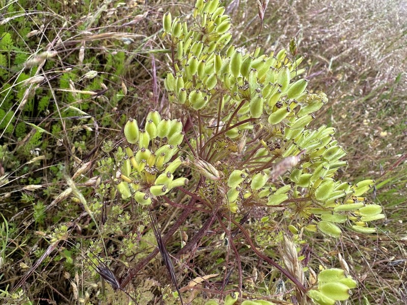 Bigseed Biscuitroot photo 5