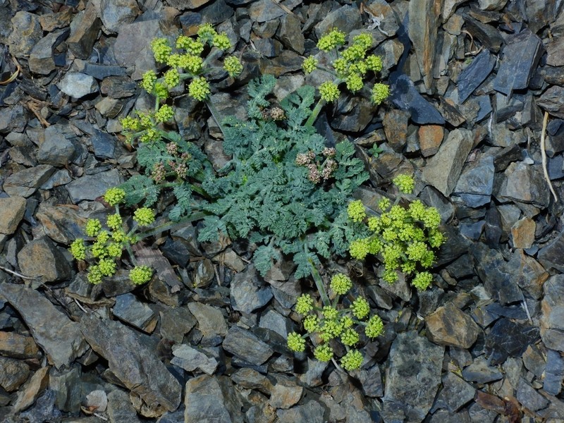 Bigseed Biscuitroot photo 6