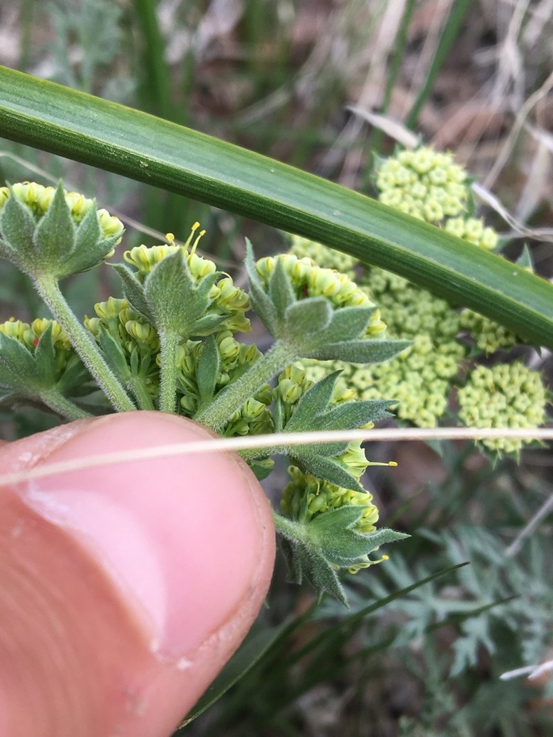 Bigseed Biscuitroot photo 7