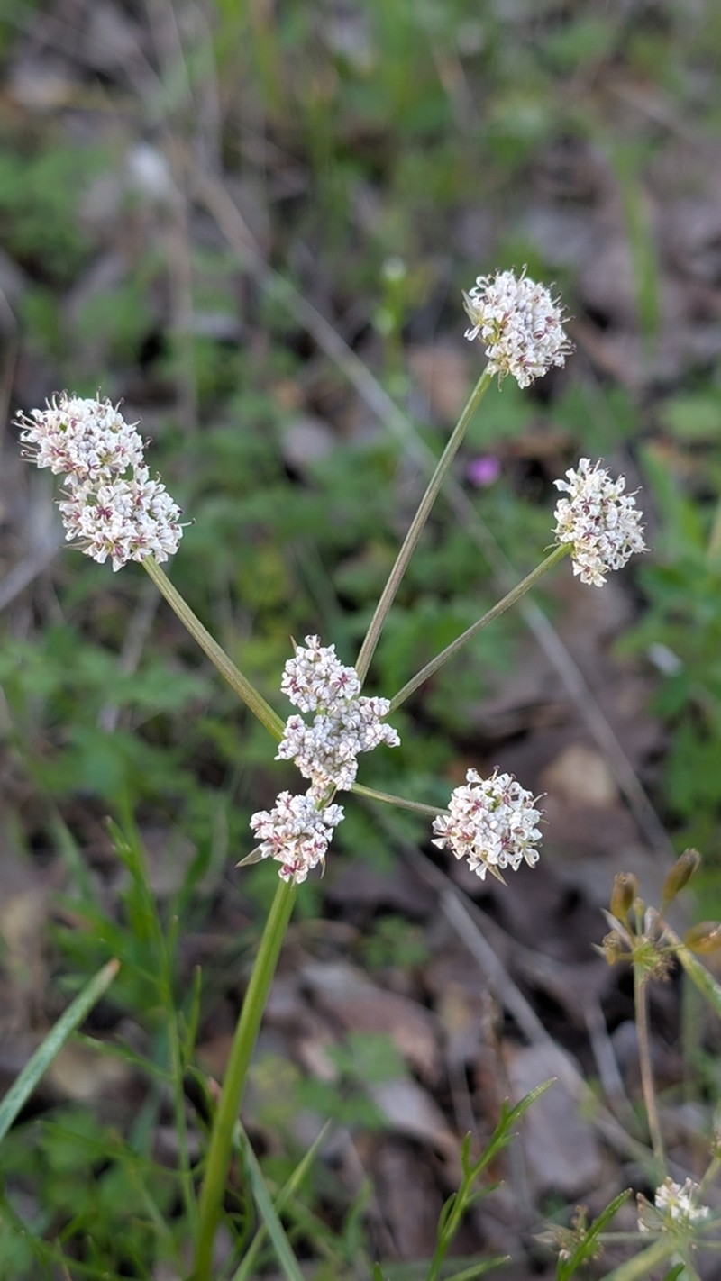 Butte Desertparsley