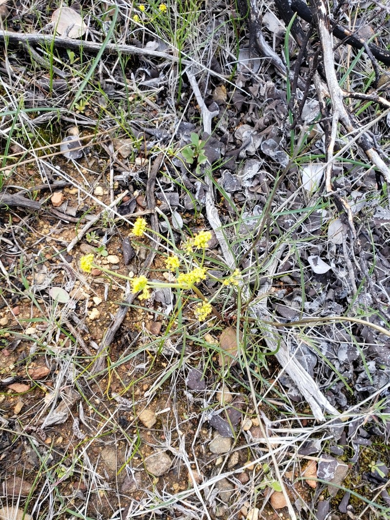 Butte Desertparsley photo 2