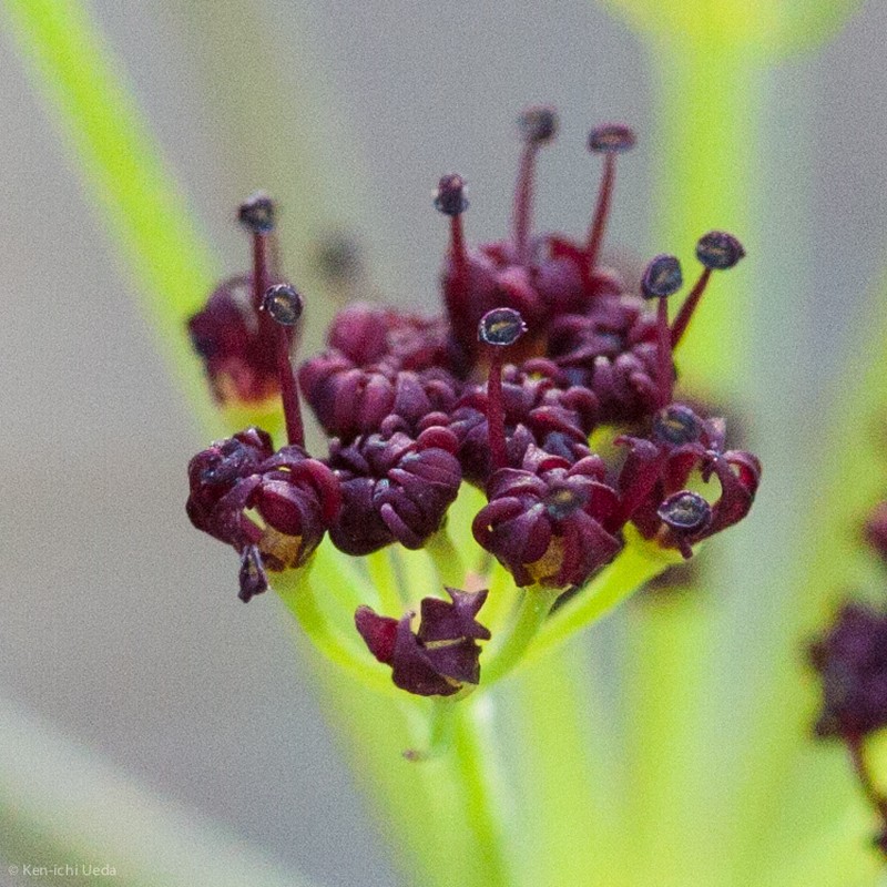 Butte Desertparsley photo 3