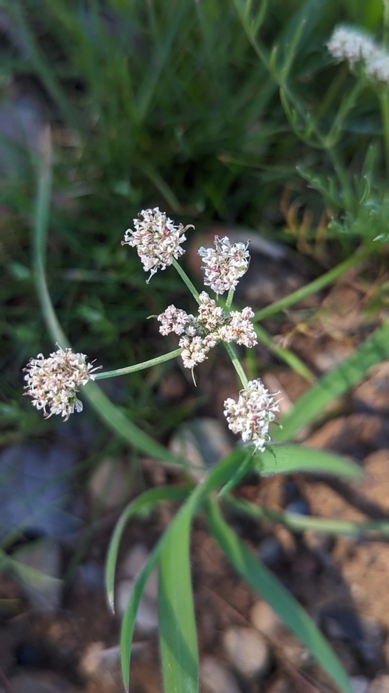 Butte Desertparsley photo 4