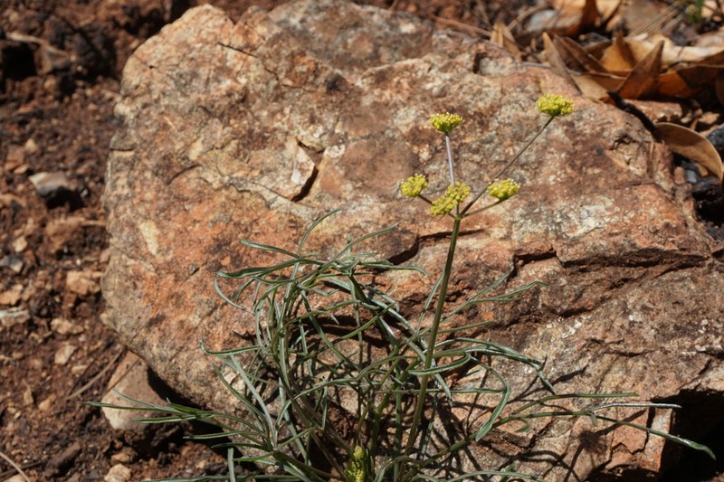 Butte Desertparsley photo 5