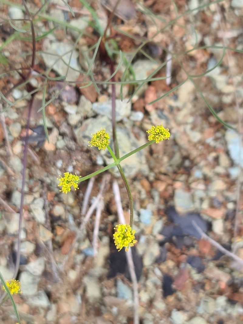 Butte Desertparsley photo 6
