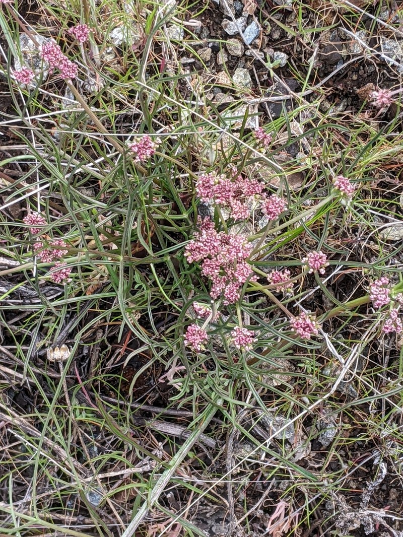 Butte Desertparsley photo 7