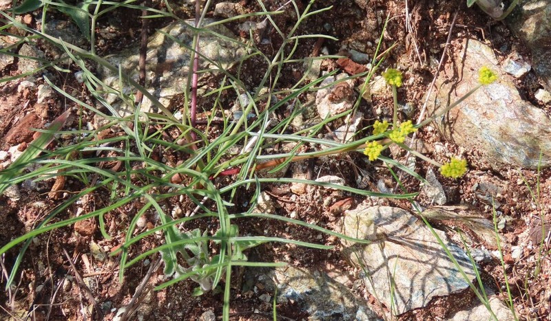 Butte Desertparsley photo 8