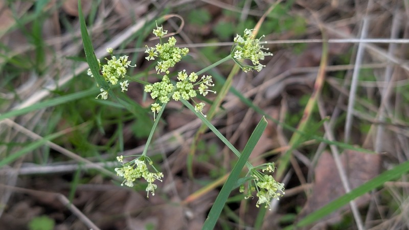 Lomatium marginatum var. marginatum