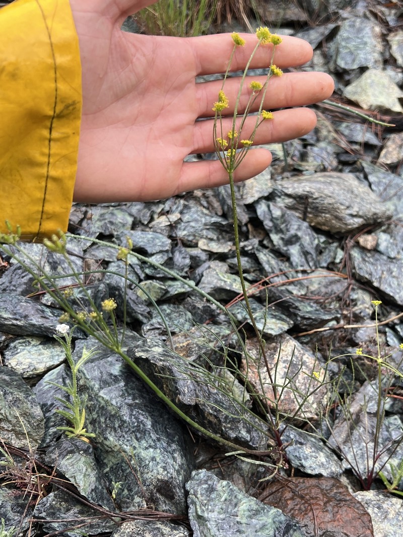 Lomatium marginatum var. marginatum photo 2