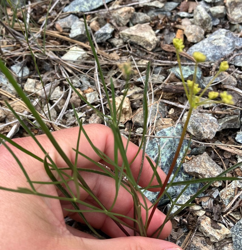 Lomatium marginatum var. marginatum photo 4