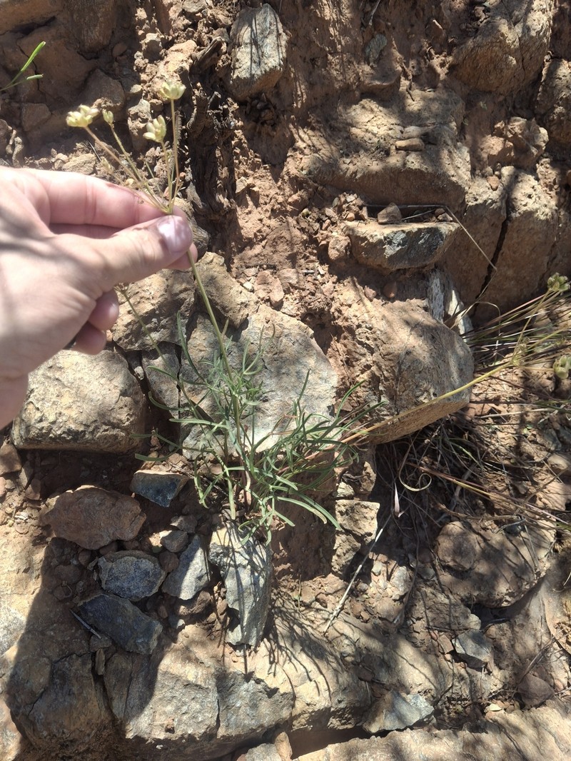 Lomatium marginatum var. marginatum photo 6