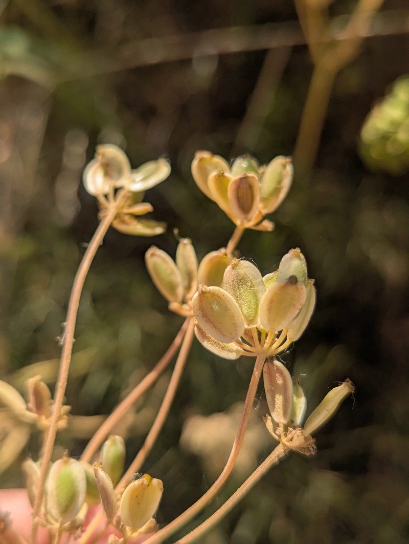 Lomatium marginatum var. marginatum photo 7