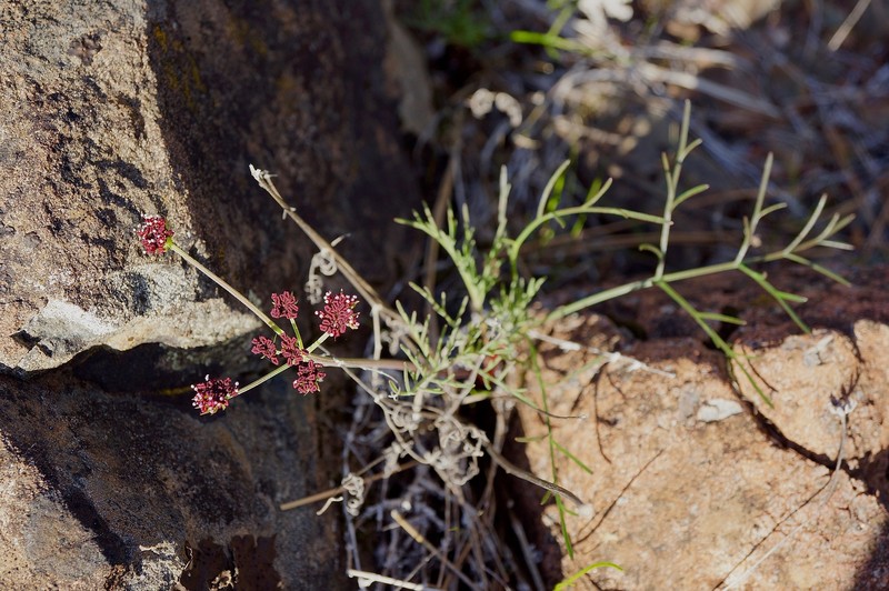 Lomatium marginatum var. purpureum