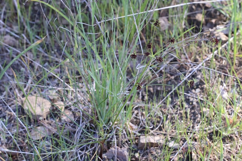 Lomatium marginatum var. purpureum photo 2