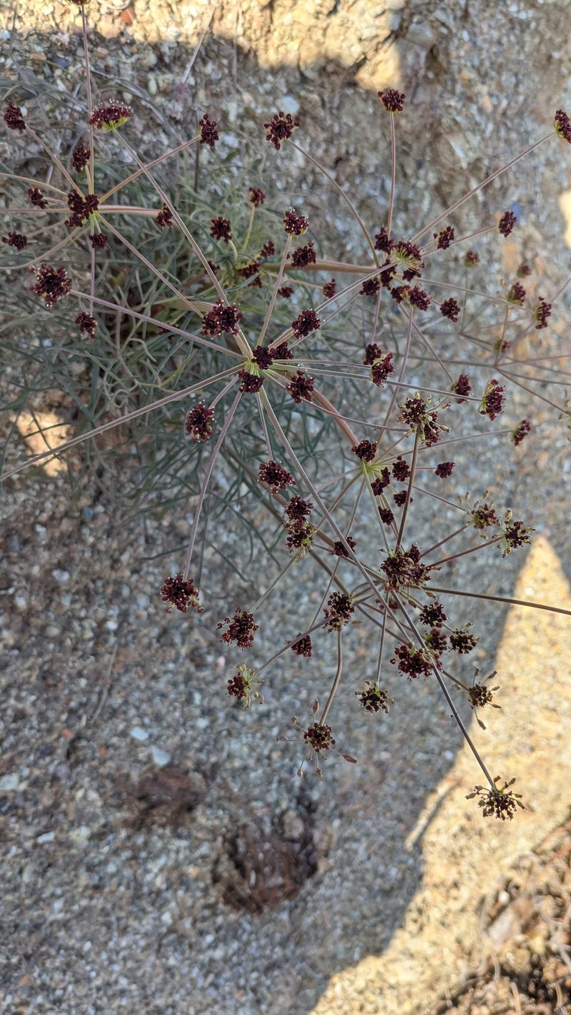 Lomatium marginatum var. purpureum photo 3