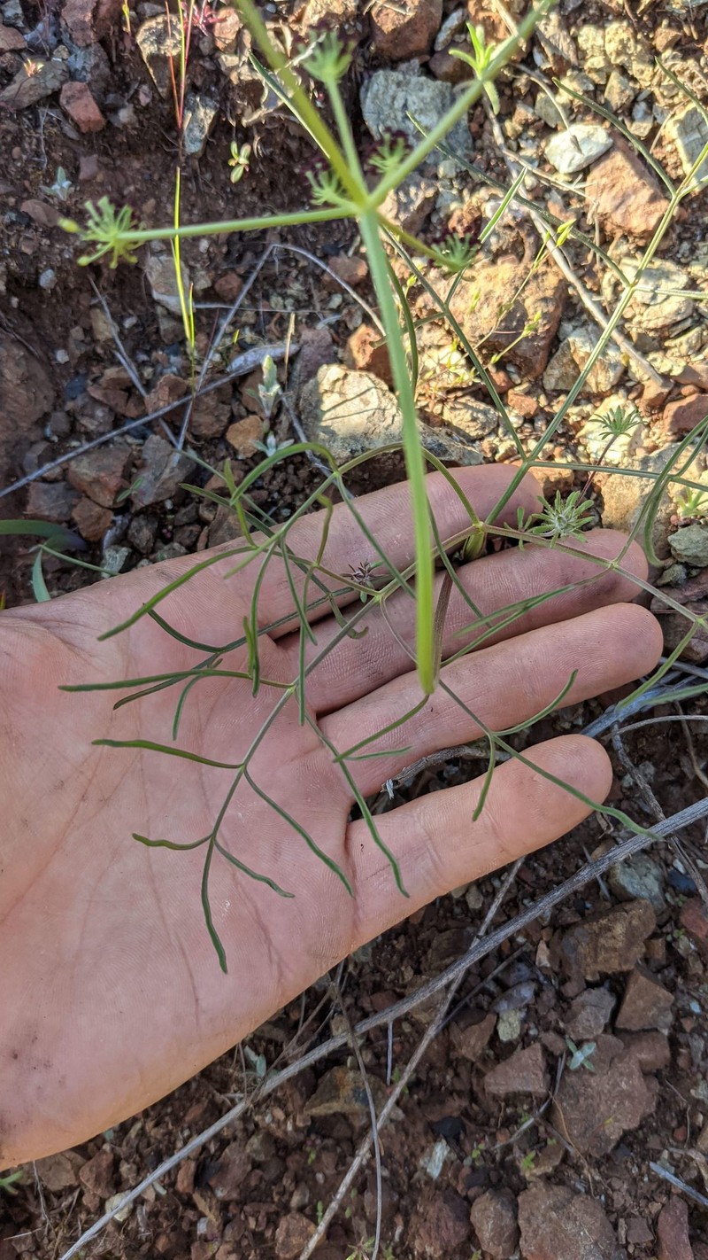 Lomatium marginatum var. purpureum photo 4