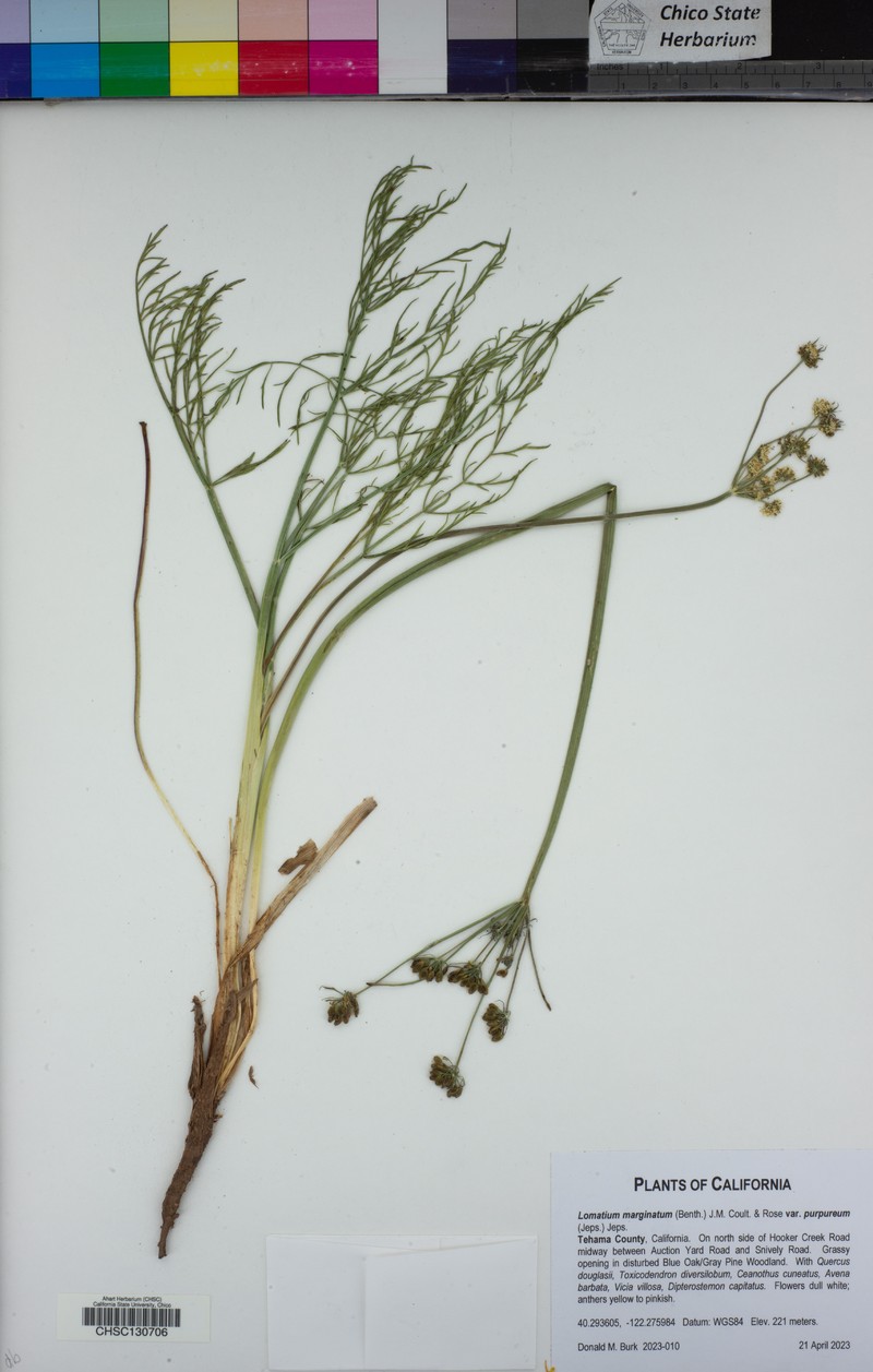 Lomatium marginatum var. purpureum photo 5