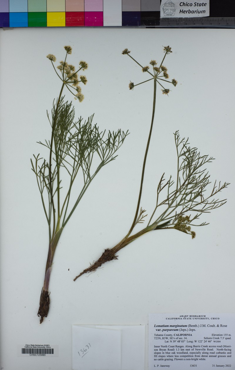 Lomatium marginatum var. purpureum photo 6