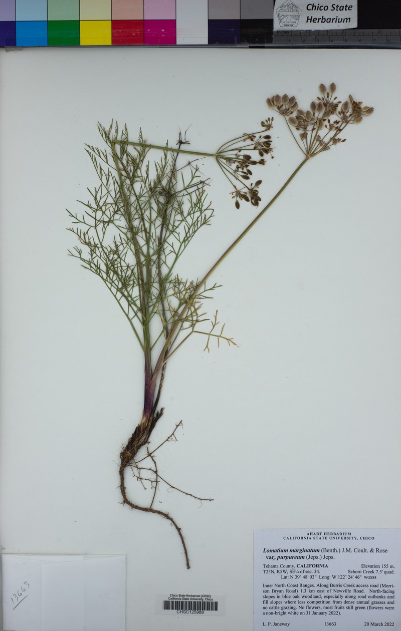 Lomatium marginatum var. purpureum photo 7