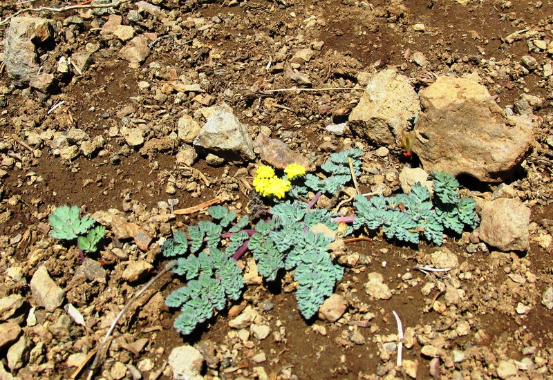 Cascade Desertparsley photo 4