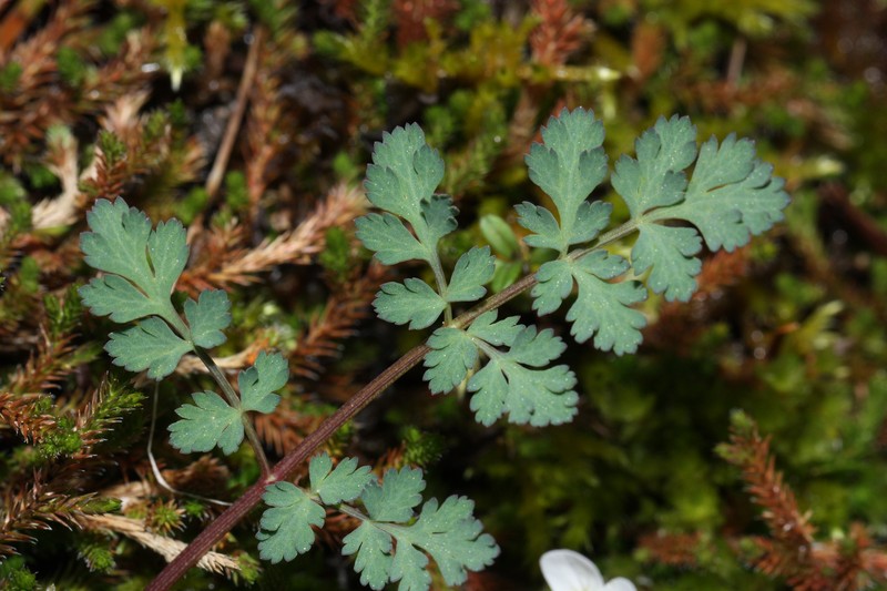 Cascade Desertparsley photo 5