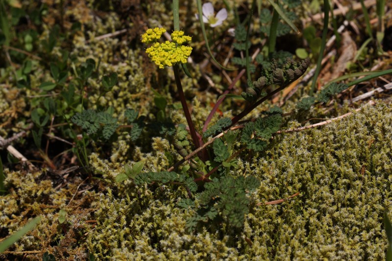 Cascade Desertparsley photo 2
