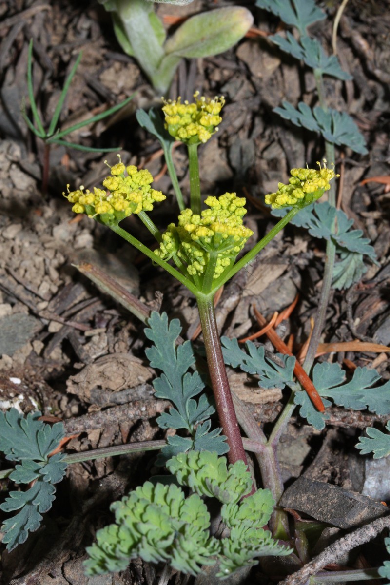 Cascade Desertparsley