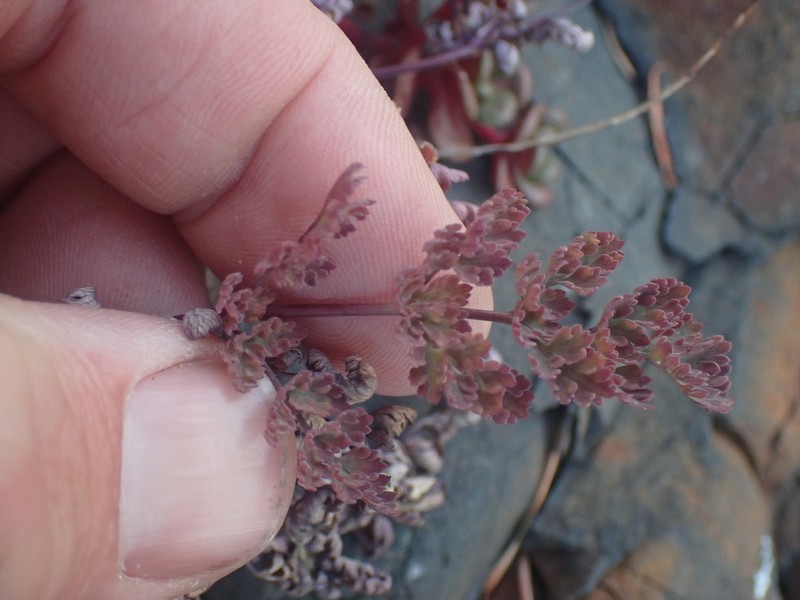 Cascade Desertparsley photo 3