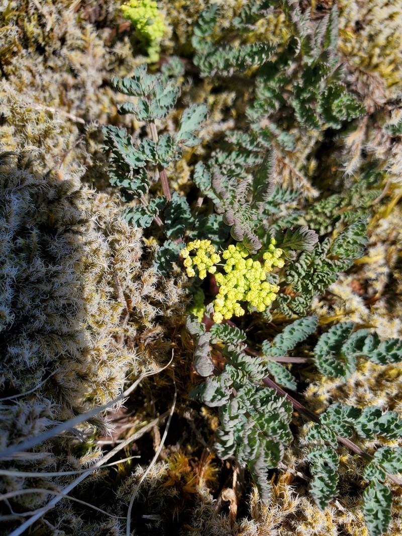 Cascade Desertparsley photo 4