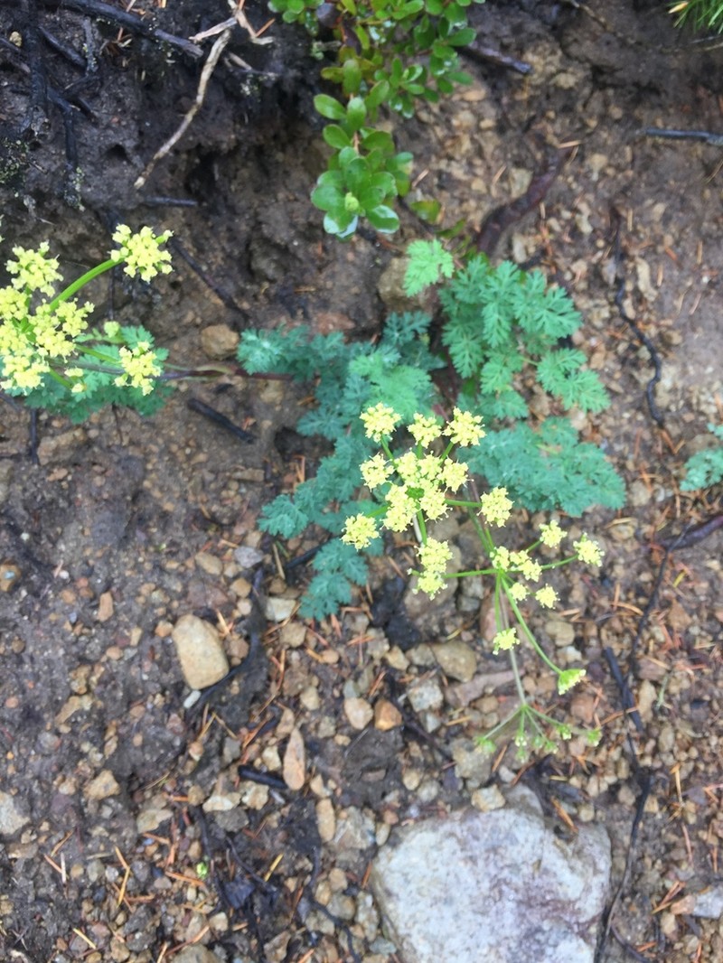 Cascade Desertparsley photo 5