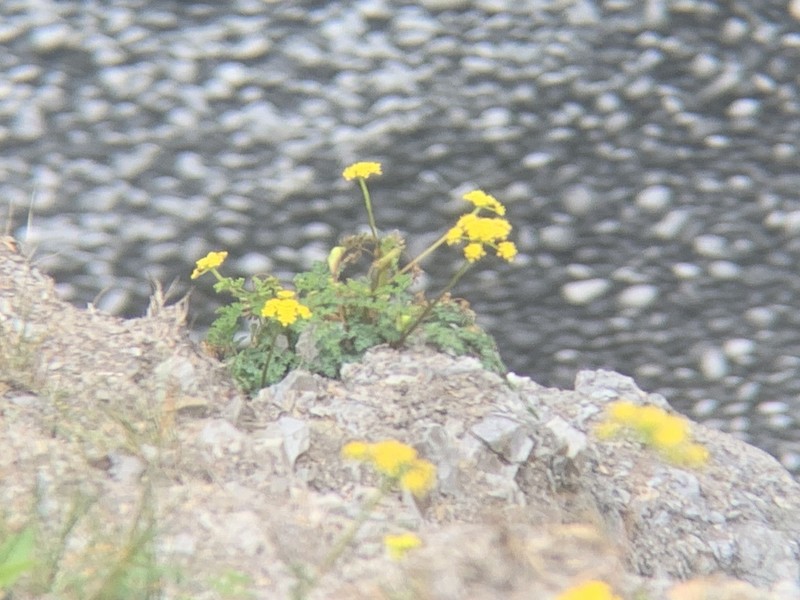 Cascade Desertparsley photo 6