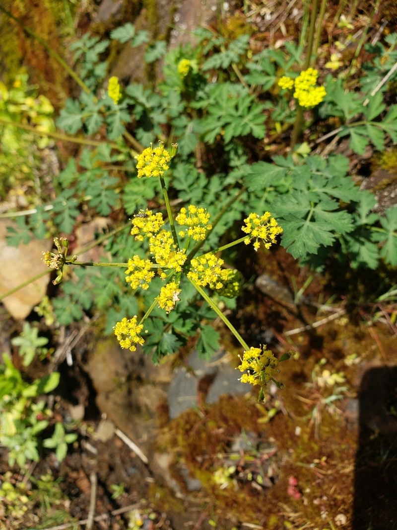 Cascade Desertparsley photo 7