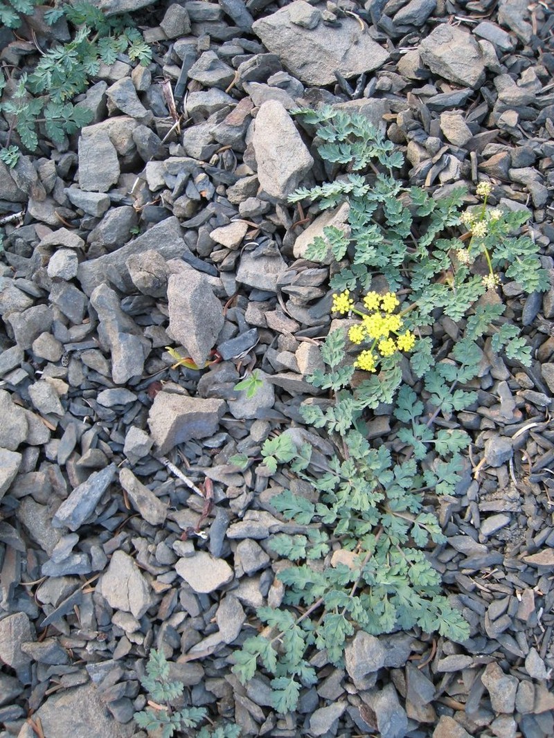 Cascade Desertparsley photo 8