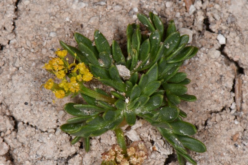 Little Desertparsley