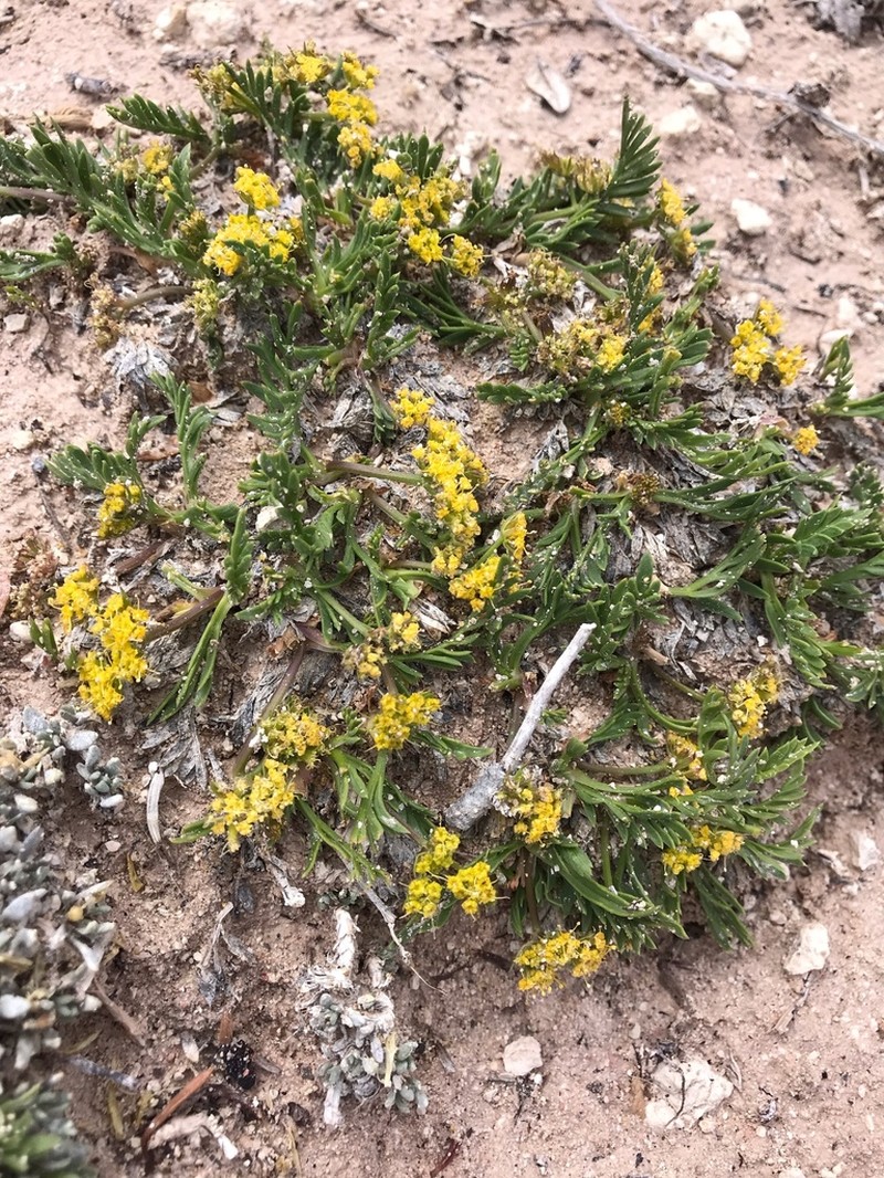 Little Desertparsley photo 2