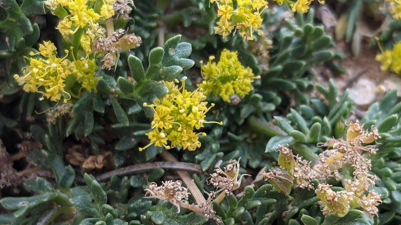 Little Desertparsley photo 3