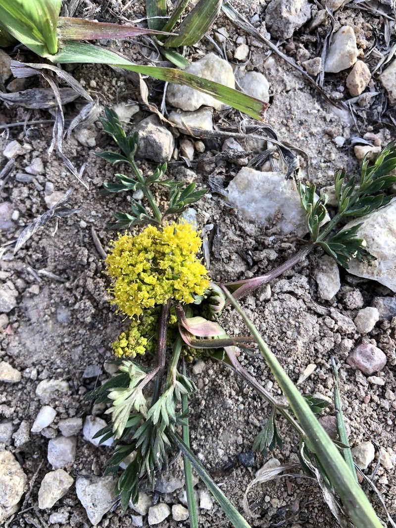 Little Desertparsley photo 4