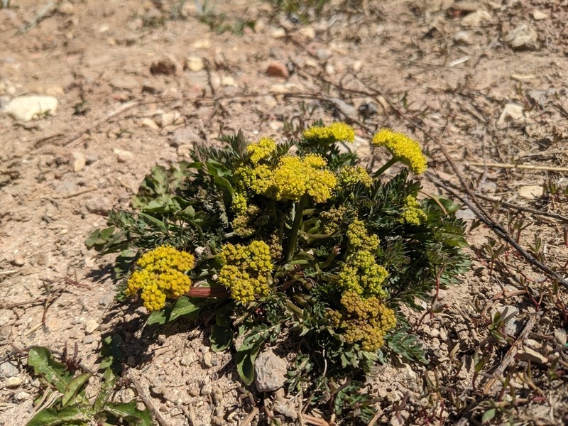 Little Desertparsley photo 5