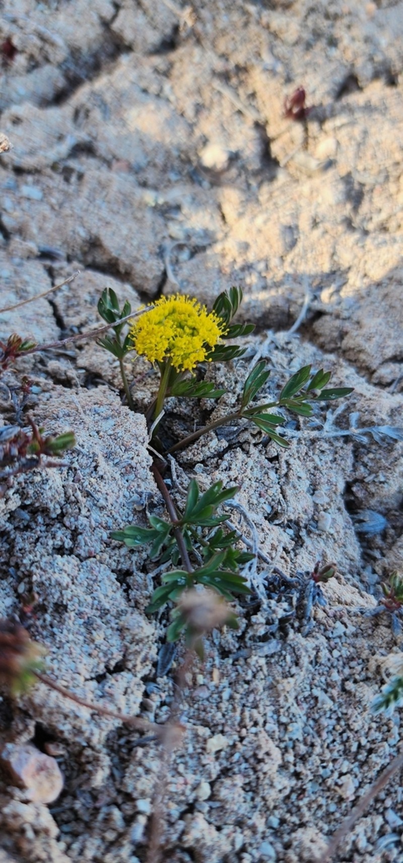 Little Desertparsley photo 6