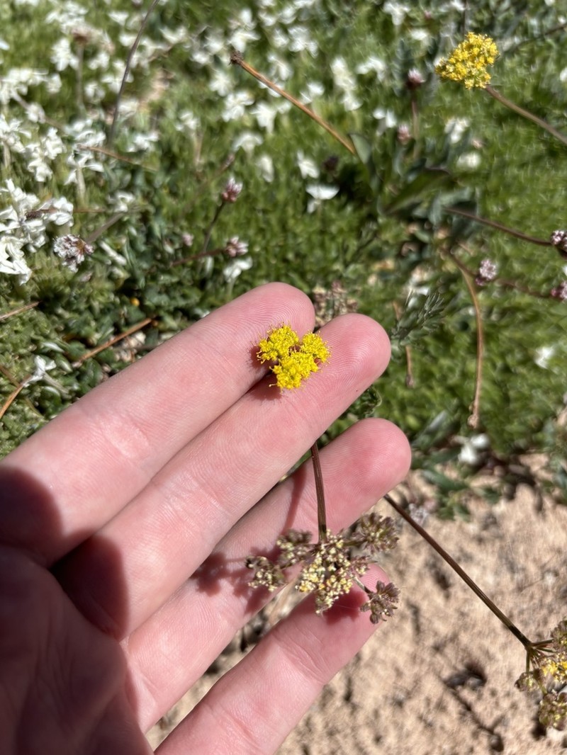 Little Desertparsley photo 7